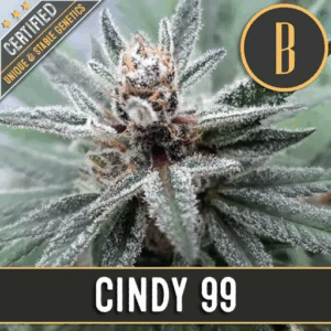 Cindy 99 Fem