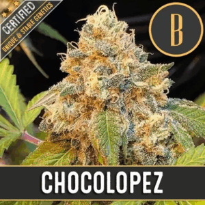 Chocolopez Fem