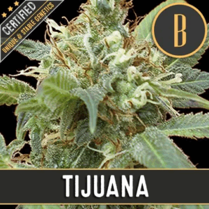 Tijuana Fem
