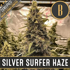 Silver Surfer Haze Fem