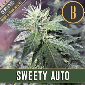Sweety Auto