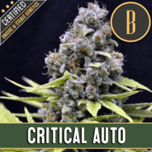 Critical Auto