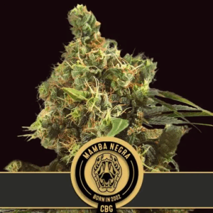 Mamba Negra CBG Fem