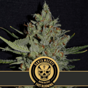 Santa Muerte Fast Blooming Fem