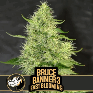 Bruce Banner #3 Fast Blooming Fem
