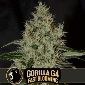 Gorilla G4 Fast Blooming Fem