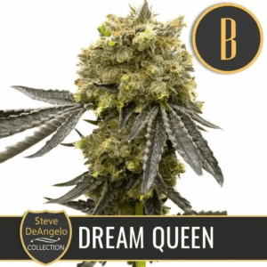 Dream Queen Fem
