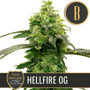Hellfire OG Fem