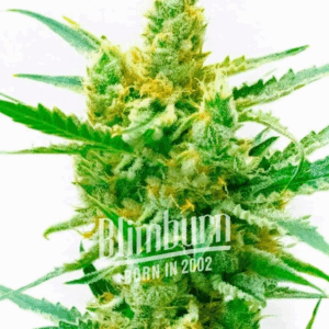 Lemon OG Fem