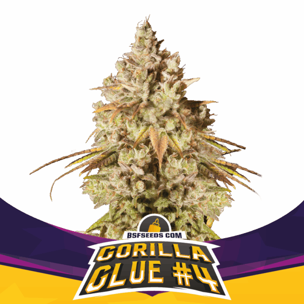 Gorilla Glue #4