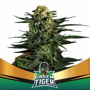Green Tiger Fast Version Fem