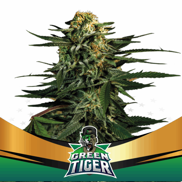 Green Tiger Fast Version Fem