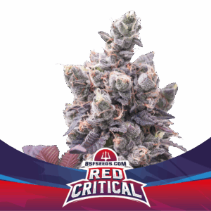 Red Critical Auto