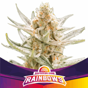 Rainbows