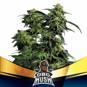 OBG Kush Fast Version