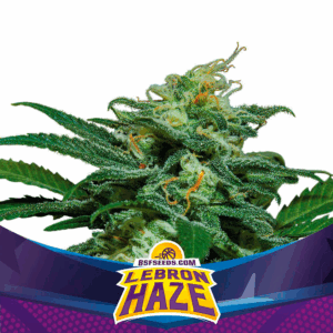 Lebron Haze XXL Auto