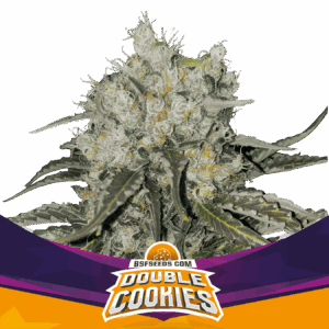 Double Cookies Fem