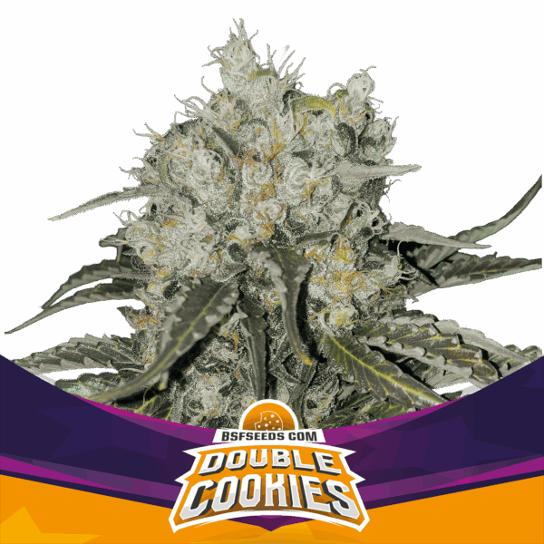 Double Cookies Fem