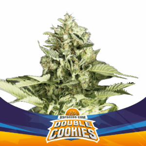 Double Cookies Auto
