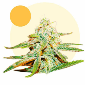 Lafanta CBD Fem