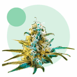 Lafanta CBD Auto