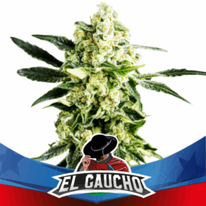 El Gaucho Faster Fem