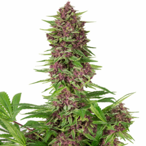Purple Kush Fem
