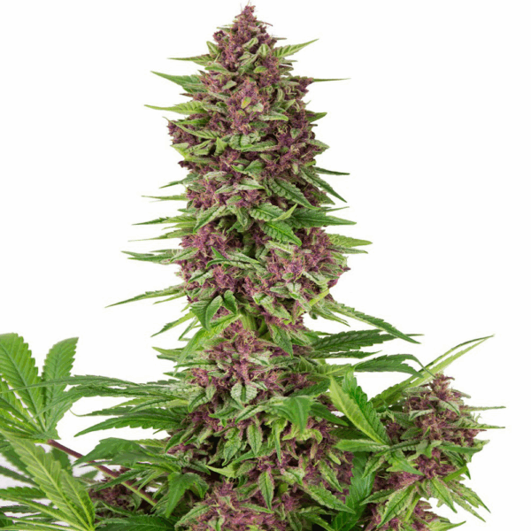 Purple Kush Fem