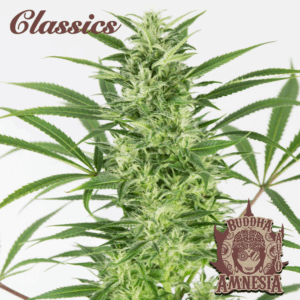 Classic Auto Amnesia