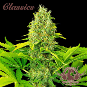 Classic Auto White Widow