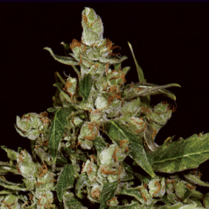 Auto Widow