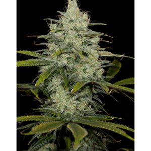 Cheese Fem