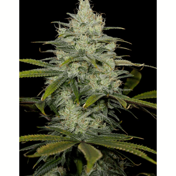 Cheese Fem