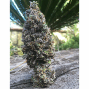 Amnesia Fem