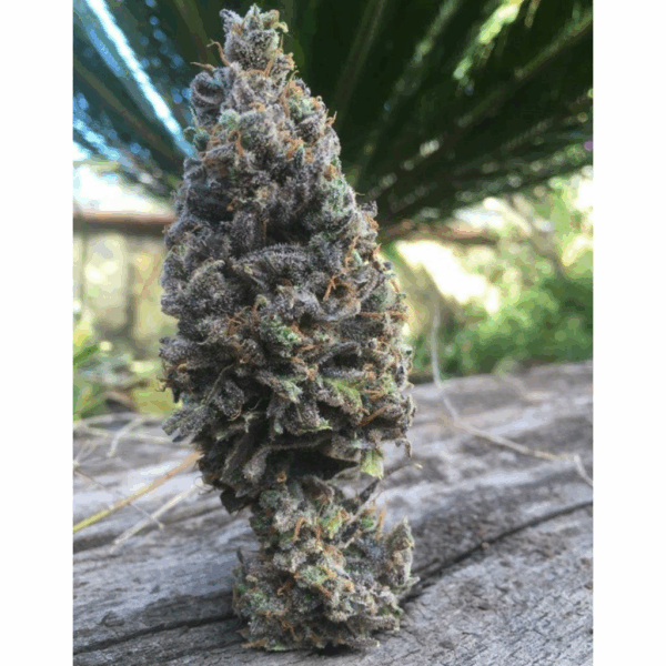 Amnesia Fem