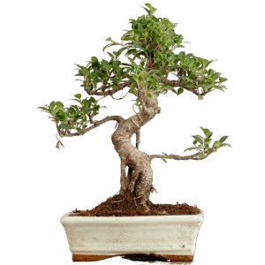 Bonsai Ficus Retusa (Maceta 25cm)