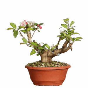 Prebonsai Malus Sylvestris Pequeño