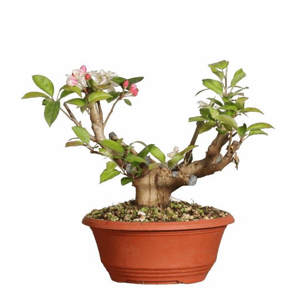 Prebonsai Malus Sylvestris Pequeño