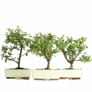 Bonsai Pyracantha (Maceta 20cm)