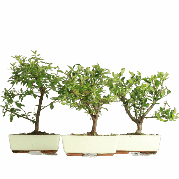Bonsai Pyracantha (Maceta 20cm)