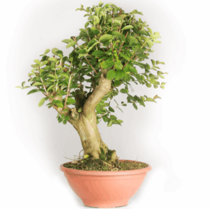 Prebonsai Lagerstroemia