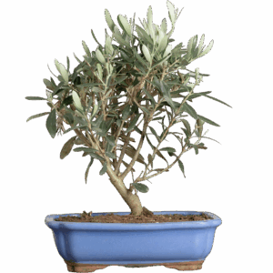Bonsai Olea Europea (Maceta 20cm)