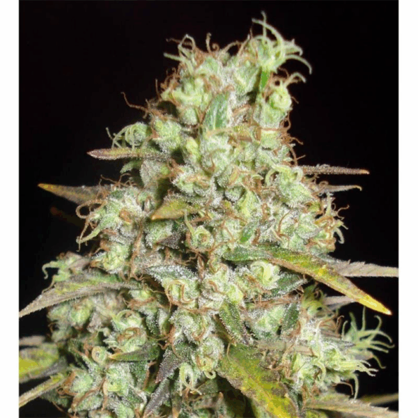 Critical Super Silver Haze Fem