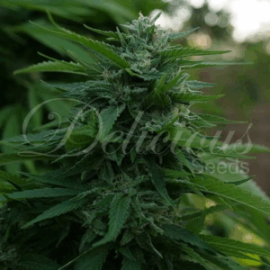 Lord Kush Fem