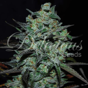 Northern Light Blue THC Free Fem