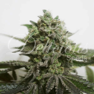 Delimed CBD Plus Fem (THC Free)