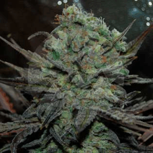 Eleven Roses Auto