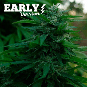 Lord Kush F1 Early Version Fem