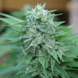 Moby Delicious Fem