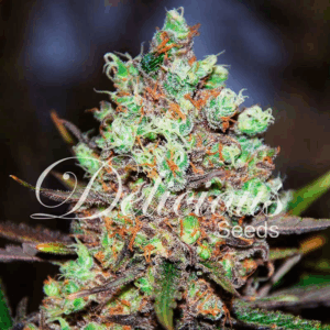 Cotton Candy Kush F1 Early Version Fem